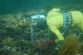 海中での作業、ウニの密度管理の写真