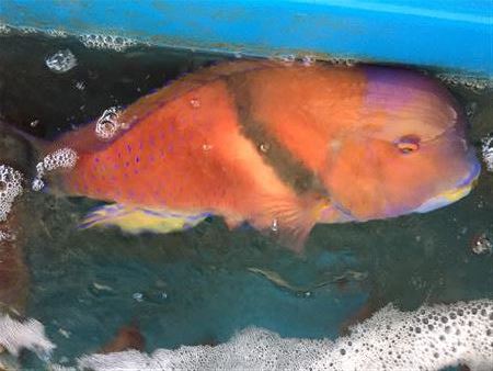 天草ではバンタと言われる一般にはイラといわれるベラ科の魚