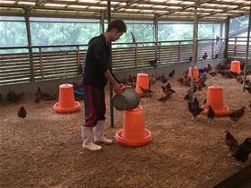 生後約100日の鶏舎。農場長の寺本正也さんが餌やりの風景を見せてくれました。