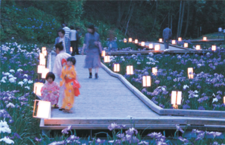 西の久保公園　天草菖蒲まつり