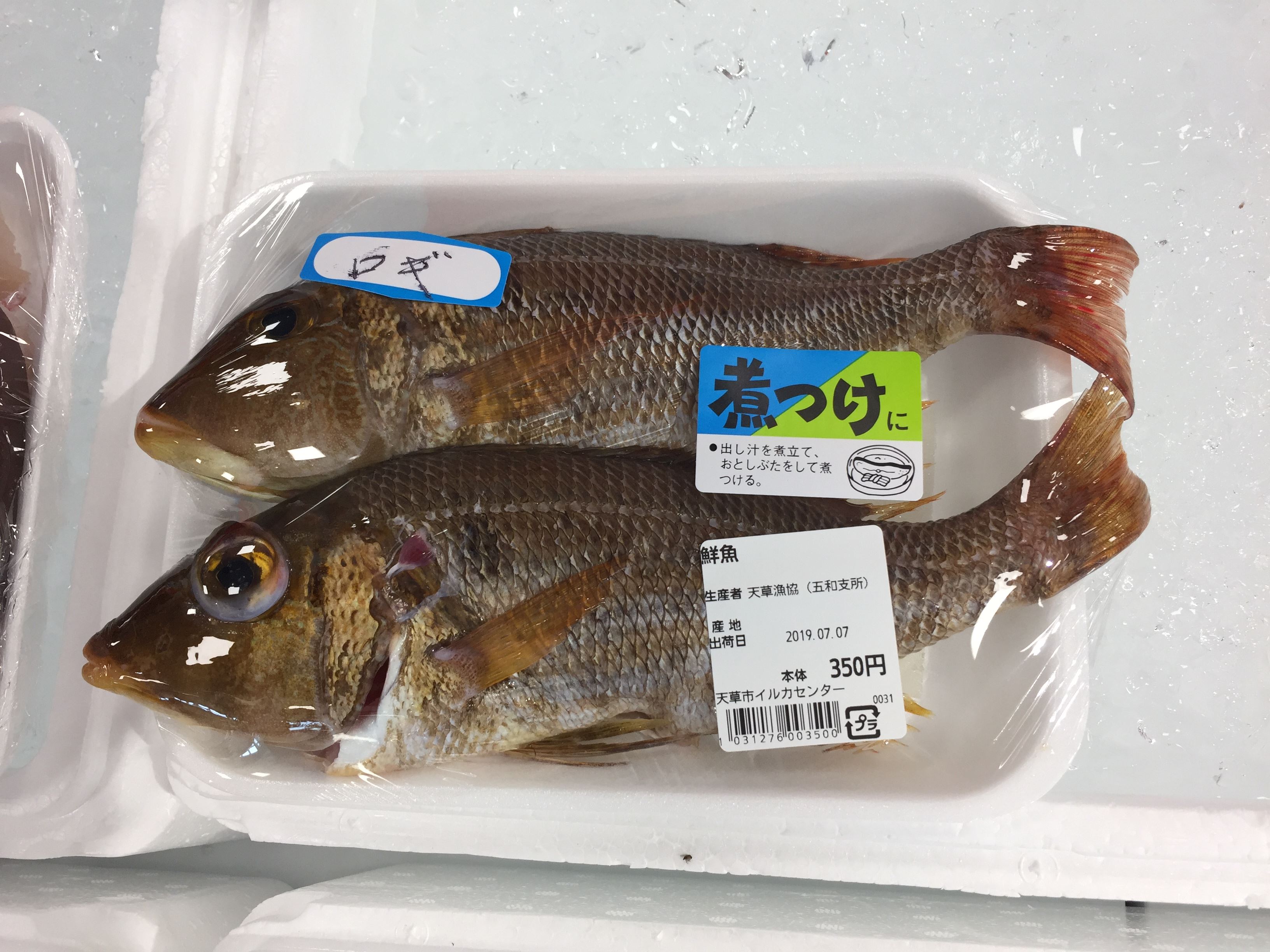 ロギと呼ばれる魚