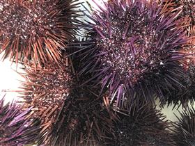 シーウーチンスプートニック（ミナミバクダンウニ）【約5～6ｃｍ】En: Sputnik urchin (size:5-6cm)